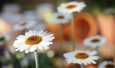 L'argent épargné via le Livret Climat serait utilisé par les banques pour financer des projets respectant l'environnement. Photo d'illustration.  (Fietzfotos / Pixabay)