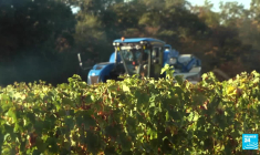 Le vin en crise : les raisons d'un désamour