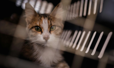 Un chat récupéré dans la banlieue sud de Beyrouth par l'ONG libanaise Animals Lebanon, dans une cage de transport, le 26 mars 2026 ( AFP / Dimitar DILKOFF )