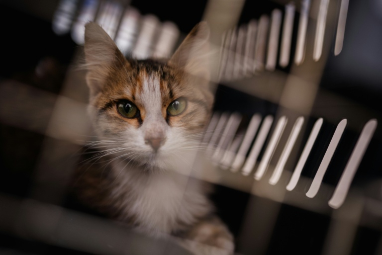 Un chat récupéré dans la banlieue sud de Beyrouth par l'ONG libanaise Animals Lebanon, dans une cage de transport, le 26 mars 2026 ( AFP / Dimitar DILKOFF )