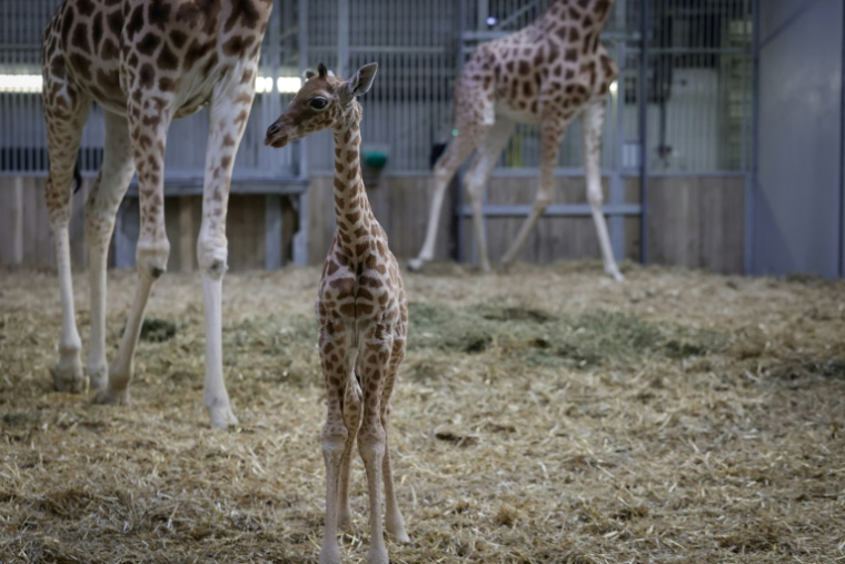 Une jeune girafe, née à la mi-septembre, dans l'enclos de la maison des girafes au parc zoologique de Paris, le 26 septembre 2025 ( AFP / STEPHANE DE SAKUTIN )