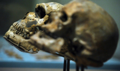Un crâne d'Homo Sapiens (Cro-Magnon 1) (d) et un crâne d'Homo Neanderthalensis (g) exposés au Smithsonian National Museum of Natural History à Washington, le 17 mars 2010 ( AFP / MANDEL NGAN )