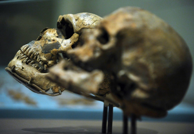 Un crâne d'Homo Sapiens (Cro-Magnon 1) (d) et un crâne d'Homo Neanderthalensis (g) exposés au Smithsonian National Museum of Natural History à Washington, le 17 mars 2010 ( AFP / MANDEL NGAN )