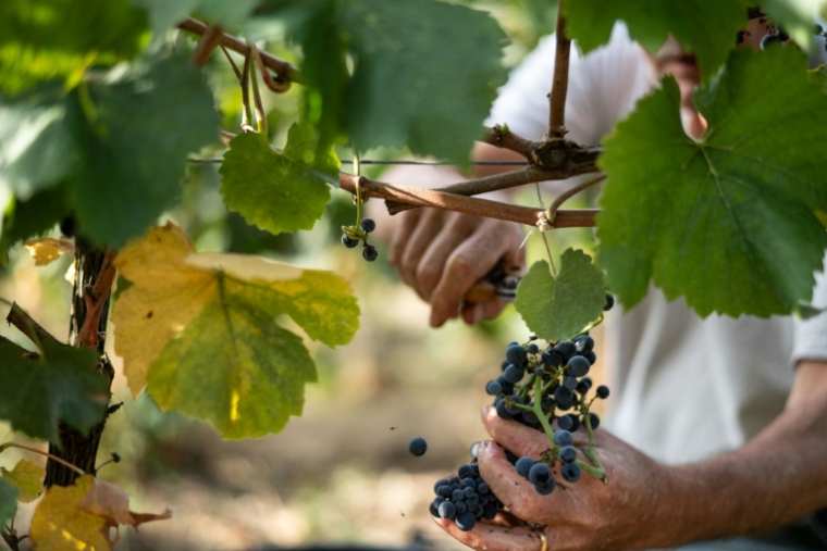 Un vendangeur récolte du raisin à Theix-Noyalo, près de Vannes (Morbihan), le 24 août 2026 ( AFP / Sebastien Salom-Gomis )