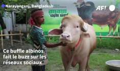 Un buffle "sosie" de Donald Trump est devenu une star au Bangladesh