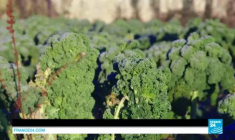 La ceinture verte de Paris, une tradition maraîchère d’Île-de-France