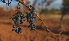 Des raisins desséchés par la sécheresse dans un vignoble à Douzens (Aude), le 10 novembre 2025 ( AFP / Idriss BIGOU-GILLES )
