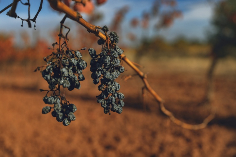 Des raisins desséchés par la sécheresse dans un vignoble à Douzens (Aude), le 10 novembre 2025 ( AFP / Idriss BIGOU-GILLES )