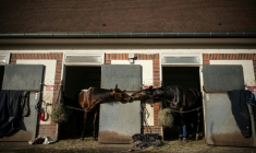 Keep going (à gauche) et un autre cheval de l'écurie de Mathieu Mottier, dans les boxes du Centre international d'entraînement de Grosbois, à Marolles-en-Brie, le 9 décembre 2025 ( AFP / JULIEN DE ROSA )