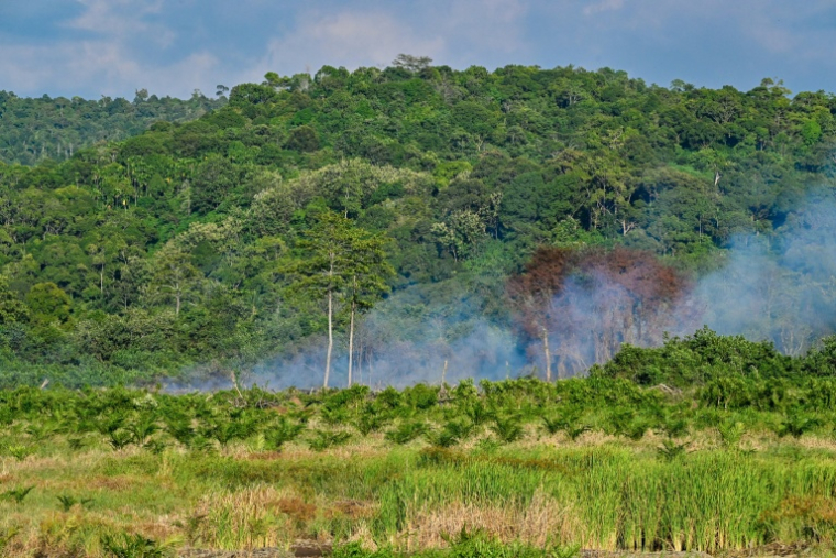 De la fumée pendant le déboisement d'une nouvelle zone de plantation de palmiers à huile à Lamno, dans la province d'Aceh, le 18 janvier 2026 en Indonésie ( AFP / CHAIDEER MAHYUDDIN )