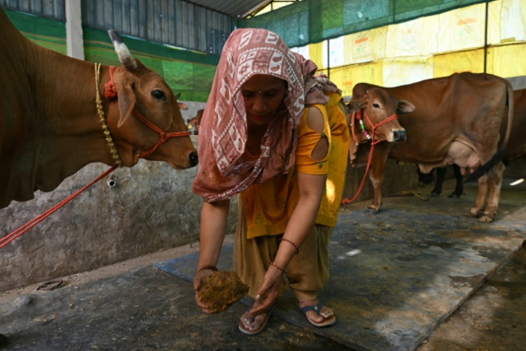 Une villageoise ramasse de la bouse de vache dans son étable dans le district de Bulandshahr, dans l'Uttar Pradesh, le 24 avril 2026 en Inde ( AFP / Arun SANKAR )