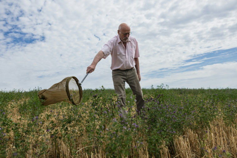 Philippe Lecompte, apiculteur, utilise un filet pour attraper une abeille, à Bouleuse, dans la Marne, le 6 août 2026 ( AFP / Sameer Al-DOUMY )