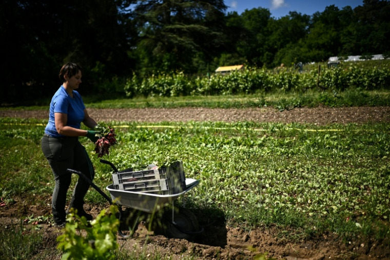 Un ouvrier agricole récolte des radis à côté de rangées de vignes au château Le Parvis de Dom Tapiau, à Camblanes-et-Meynac, en périphérie de Bordeaux, le 7 mai 2026 ( AFP / Christophe ARCHAMBAULT )