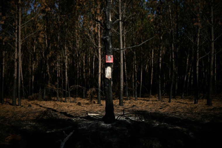 Une pancarte "Propriété privée, accès interdit" sur le tronc calciné d'un pin maritime, dans une forêt ravagée par un incendie près de Saumos, en Gironde, le 11 août 2026 ( AFP / Philippe LOPEZ )