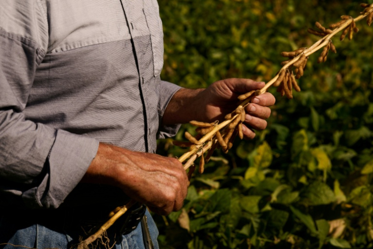 Joe Logan, 77 ans, cultive du soja dans sa ferme à Kinsman, dans l'Ohio, le 27 septembre 2026 ( AFP / DUSTIN FRANZ )