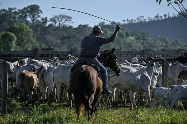 Un éleveur conduit du bétail à Sao Felix do Xingu, dans le nord du Brésil, le 18 juin 2025 ( AFP / Nelson ALMEIDA )