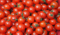 Des tomates cerises pourraient être à l'origine d'une épidémie de salmonellose en Europe. (illustration) (Pixabay / snowday83)