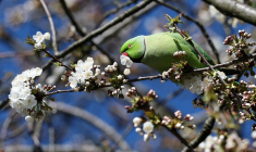 Un jour de printemps à Richmond, dans l'ouest de Londres
