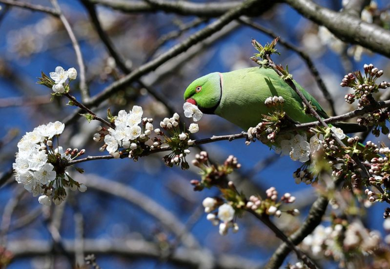 Un jour de printemps à Richmond, dans l'ouest de Londres