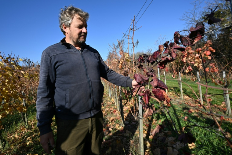 Le viticulteur hongrois Viktor Keszler montre sa vigne touchée par l'épidémie de flavescence dorée qui menace la quasi-totalité des vignobles du pays, le 6 novembre 2025 à Zalaszentgrot, à environ 200 km à l'ouest de Budapest ( AFP / Attila KISBENEDEK )