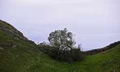 Le Sycamore Gap tree, érable sycomore près du mur d'Hadrien, abattu par deux hommes, photographié le 28 septembre 2023 ( AFP / Oli SCARFF )