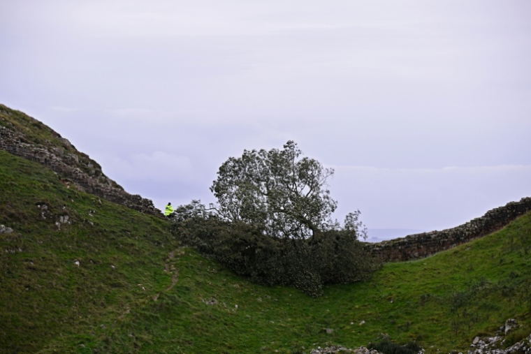 Le Sycamore Gap tree, érable sycomore près du mur d'Hadrien, abattu par deux hommes, photographié le 28 septembre 2023 ( AFP / Oli SCARFF )