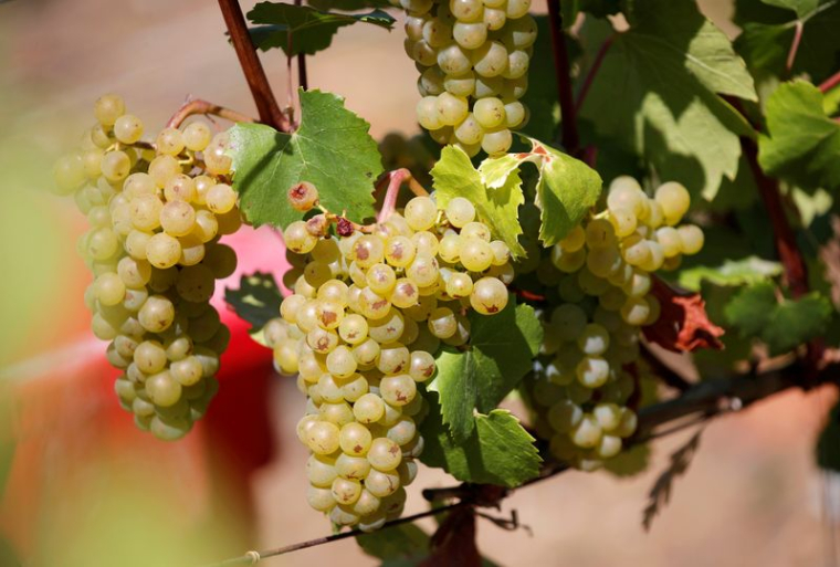 LA PRODUCTION DE VIN EN FRANCE REBONDIT APRÈS UNE MAUVAISE ANNÉE 2019