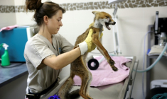 Un vétérinaire tient un renard, trouvé par des passants en état de malnutrition et de déshydratation, au centre de soins pour la faune sauvage de la LPO (Ligue pour la protection des oiseaux) Aquitaine à Audenge, le 6 août 2026 ( AFP / ROMAIN PERROCHEAU )