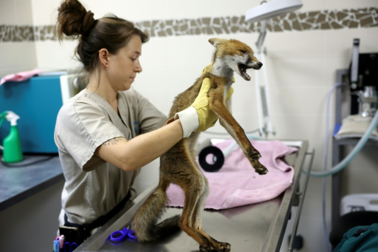 Un vétérinaire tient un renard, trouvé par des passants en état de malnutrition et de déshydratation, au centre de soins pour la faune sauvage de la LPO (Ligue pour la protection des oiseaux) Aquitaine à Audenge, le 6 août 2026 ( AFP / ROMAIN PERROCHEAU )
