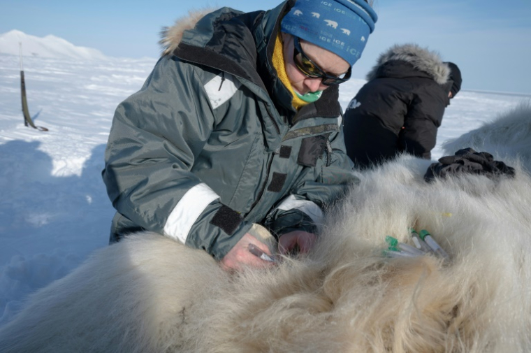 La scientifique française Marie-Anne Blanchet prélève des biopsies de tissus graisseux et des échantillons de sang sur un ours polaire sous sédatif, dans l'est du Spitzberg, dans l'archipel du Svalbard, le 11 avril 2025 ( AFP / Olivier MORIN )
