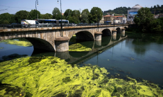 Des algues à la surface du Pô près du pont Vittorio Emanuele I à Turin (nord-ouest de l'Italie) le 14 juillet 2026 ( AFP / Marco BERTORELLO )