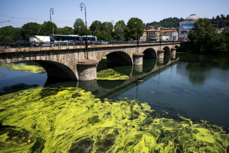 Des algues à la surface du Pô près du pont Vittorio Emanuele I à Turin (nord-ouest de l'Italie) le 14 juillet 2026 ( AFP / Marco BERTORELLO )