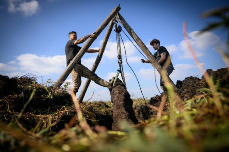 Des couteliers de l'atelier JHP extraient un tronc de chêne en cours de fossilisation, appelé morta, dans la tourbe du marais de Brière, à Saint-André-des-Eaux, en Loire-Atlantique, le 15 octobre 2025 ( AFP / Loic VENANCE )
