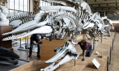 Des techniciens protègent un squelette avant un déménagement de spécimens et des travaux au sein de la Galerie de Paléontologie et d'Anatomie comparée du Muséum national d'Histoire naturelle, le 3 février 2026 à Paris  ( AFP / ALAIN JOCARD )