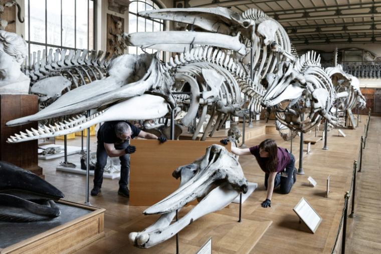 Des techniciens protègent un squelette avant un déménagement de spécimens et des travaux au sein de la Galerie de Paléontologie et d'Anatomie comparée du Muséum national d'Histoire naturelle, le 3 février 2026 à Paris  ( AFP / ALAIN JOCARD )