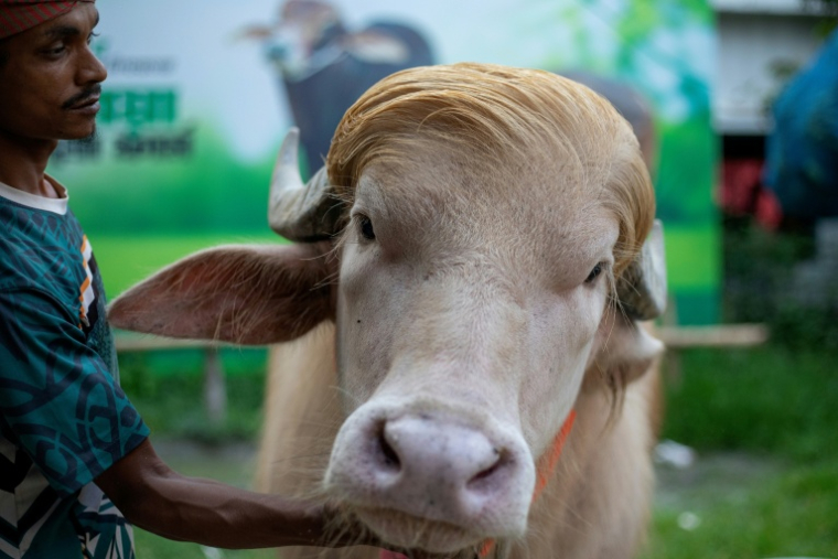 Un gardien s’occupe d’un buffle albinos surnommé "Donald Trump", sur cette photo prise le 17 mai 2026, à l'approche de l’Aïd al-Adha dans un élevage de bétail à Narayanganj au Bangladesh ( AFP / Salahuddin AHMED )