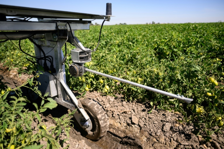 Le robot Element d'Aigen dans un champ à Los Banos, en Californie, le 26 juin 2025 ( AFP / Josh Edelson )