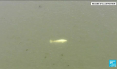 France : l'état de santé du béluga repéré dans la Seine est "préoccupant"