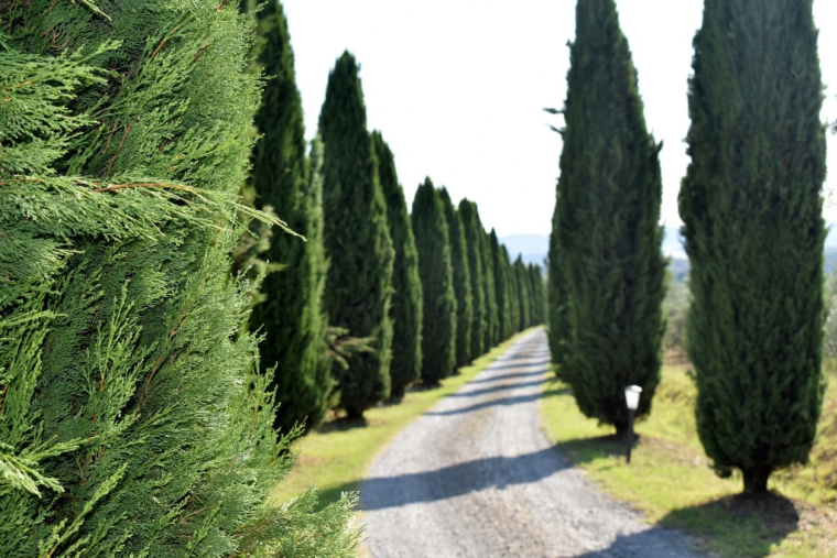 Immobilier : le vendeur peut imposer à l'acheteur de conserver les arbres d'un terrain