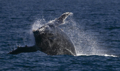 Une baleine à bosse au large des côtes de Rio de Janeiro, au Brésil, le 15 juillet 2025 ( AFP / Pablo PORCIUNCULA )
