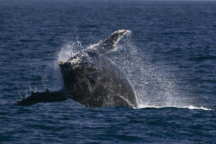 Une baleine à bosse au large des côtes de Rio de Janeiro, au Brésil, le 15 juillet 2025 ( AFP / Pablo PORCIUNCULA )