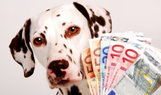La valeur d’une vie de chien est de l’ordre de 10 000 dollars. (crédit : Adobe Stock)