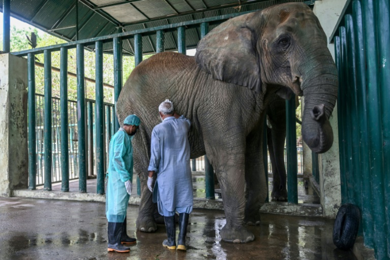 Le Dr Buddhika Bandara (g), un chirurgien vétérinaire du Sri Lanka, examine l'éléphante Madhubala, atteinte de tuberculose, dans un enclos du Safari Park de Karachi, le 16 mai 2025 au Pakistan ( AFP / Rizwan TABASSUM )