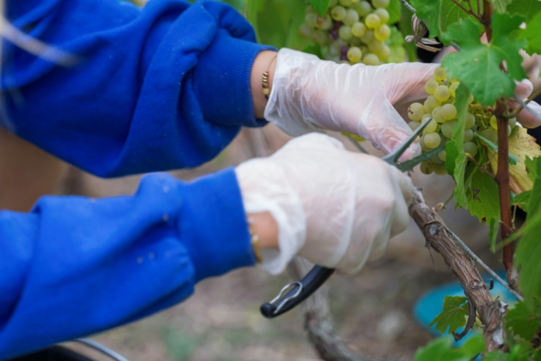 Récolte du raisin dans le vignoble de la maison de champagne Lamiable à Tours-sur-Marne, le 17 août 2026 dans la Marne ( AFP / Jean-Christophe VERHAEGEN )