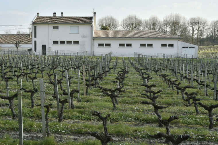 Une école élémentaire bâtie en bordure d'un vignoble, à Villeneuve (Gironde), le 23 mars 2016 ( AFP / GEORGES GOBET )