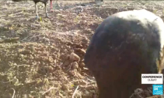 Changement climatique : les oiseaux migrateurs menacés