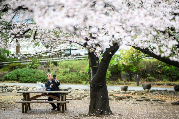 Des cerisiers en fleurs au parc Hamacho de Tokyo, le 2 avril 2025 ( AFP / Philip FONG )