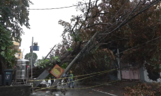 Philippines: des arbres déracinés à Manille après le passage du super-typhon Fung-wong