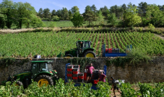 Vendanges à Beaune, en Côte d'Or, le 2 septembre 2026. ( AFP / ARNAUD FINISTRE )