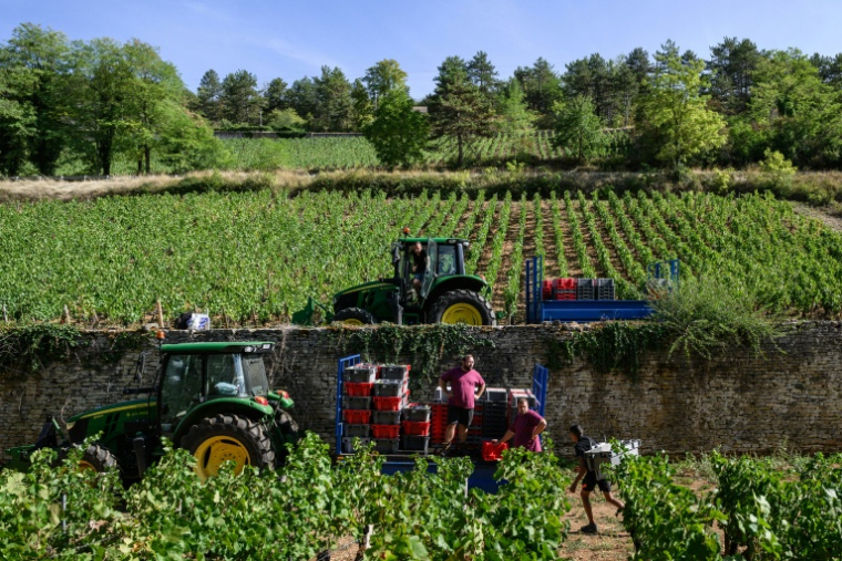 Vendanges à Beaune, en Côte d'Or, le 2 septembre 2026. ( AFP / ARNAUD FINISTRE )